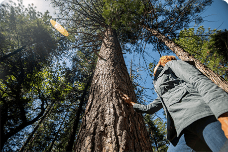 A person looks up at a towering tree from below, one hand resting on its bark.