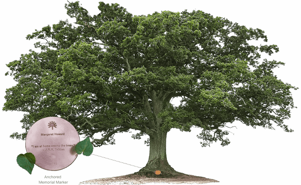 A Memorial Tree with a close-up of a bronze Memorial Marker at its base, symbolizing lasting peace for families and nature in a protected forest.